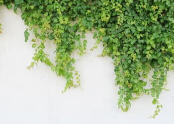 As 4 plantas trepadeiras para cultivar em casa sem esforço