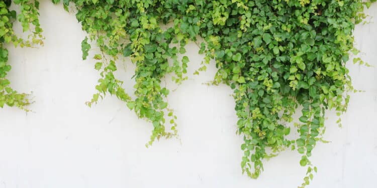As 4 plantas trepadeiras para cultivar em casa sem esforço