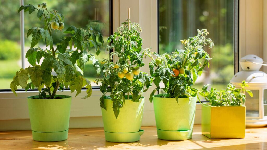 As 7 plantas que renovam sua pele e podem ainda ajudar na cozinha