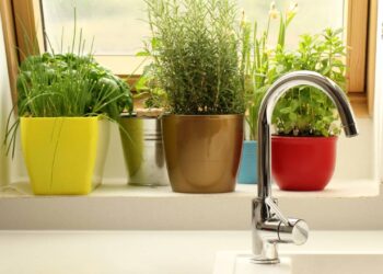 As 7 ervas que todos deviam ter na cozinha para temperar suas refeições