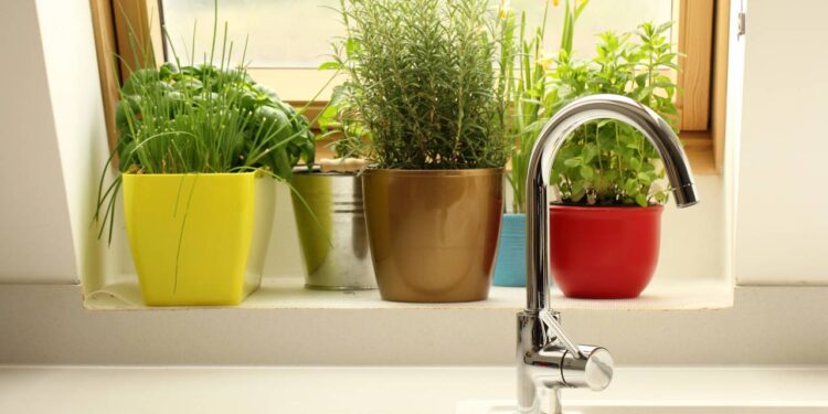 As 7 plantas que renovam sua pele e podem ainda ajudar na cozinha