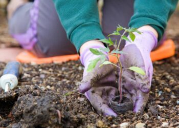 Créditos: depositphotos.com / alexeys