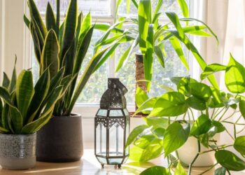 Sete plantas ideais pra purificar o ar e deixar a casa mais acolhedora