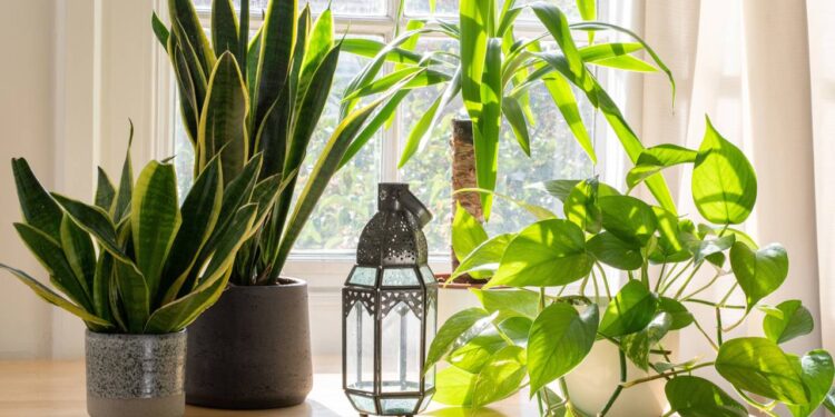 Sete plantas ideais pra purificar o ar e deixar a casa mais acolhedora