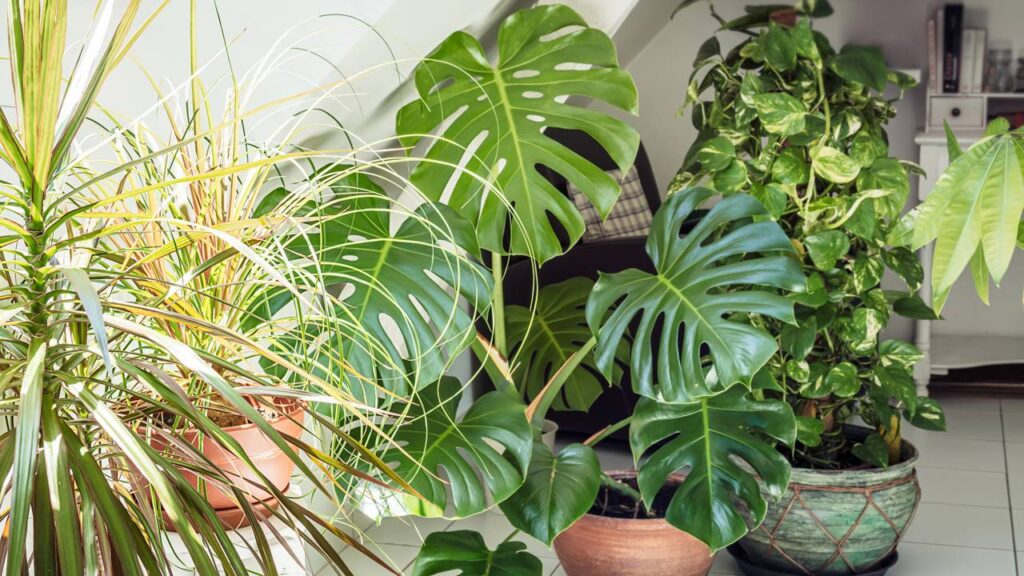 Sete plantas ideais pra purificar o ar e deixar a casa mais acolhedora