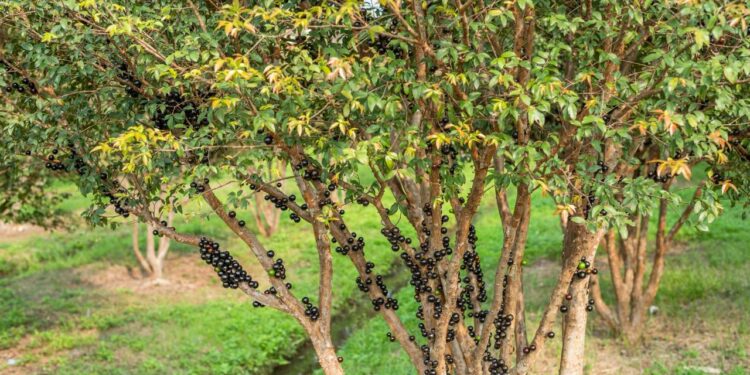 Jabuticaba // Créditos: depositphotos.com / elwynn