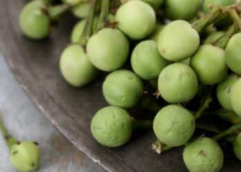 A planta brasileira capaz de regenerar o fígado e melhorar a sua saúde
