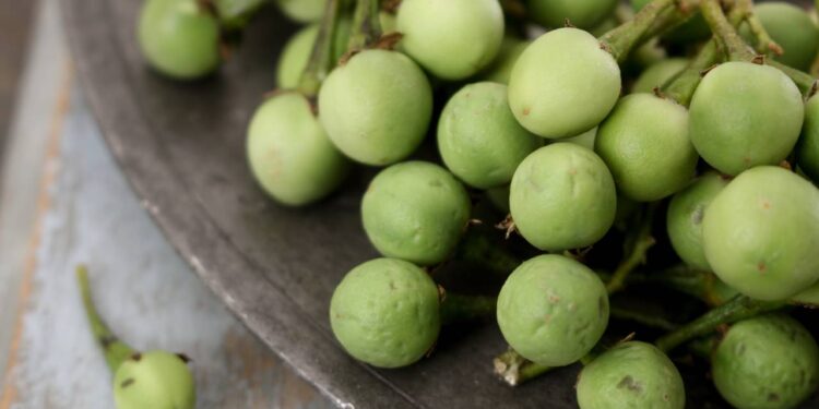 A planta brasileira capaz de regenerar o fígado e melhorar a sua saúde