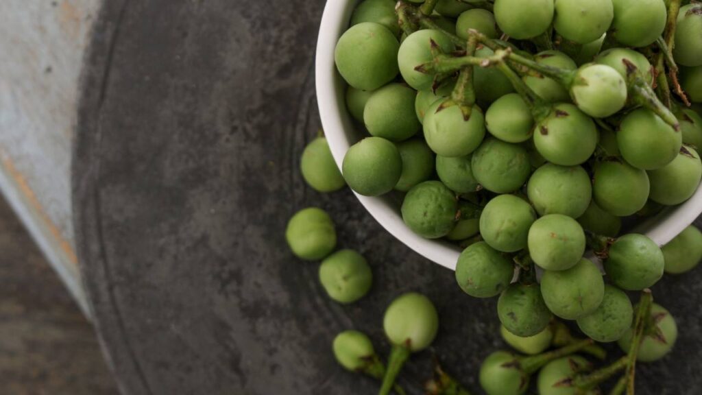 A planta brasileira capaz de regenerar o fígado e melhorar a sua saúde