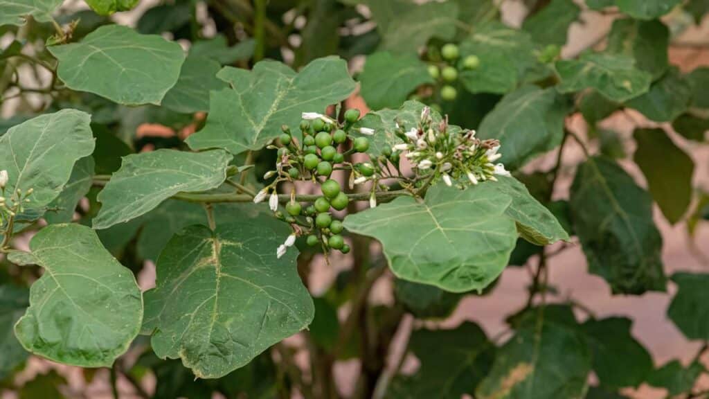 A planta brasileira capaz de regenerar o fígado e melhorar a sua saúde