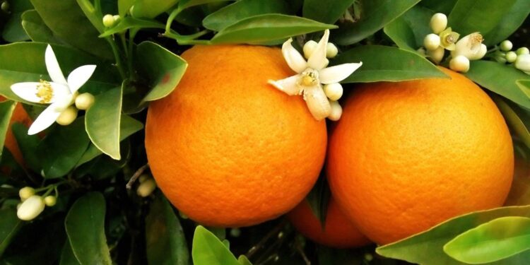 O segredo para ter laranjas fresquinhas direto do seu quintal sempre