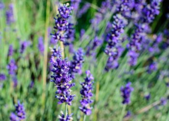 A lavanda é uma planta aromática conhecida por suas propriedades calmantes e efeito relaxante natural. // Créditos: depositphotos.com / ionescu.cristina@gmail.com