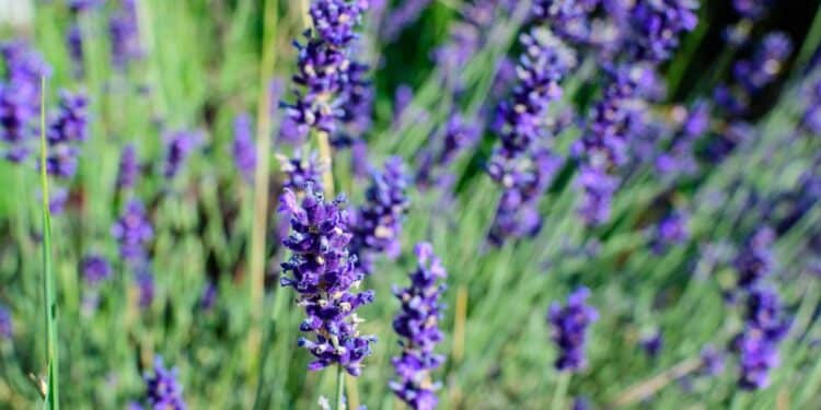 A lavanda é uma planta aromática conhecida por suas propriedades calmantes e efeito relaxante natural. // Créditos: depositphotos.com / ionescu.cristina@gmail.com