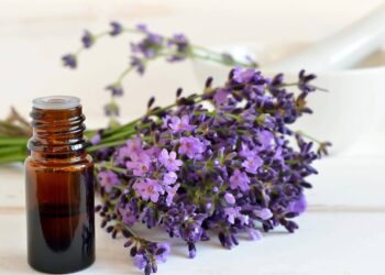 Lavanda é usada para reduzir ansiedade e estresse, com ação calmante comprovada cientificamente. // Créditos: depositphotos.com / fortyforks