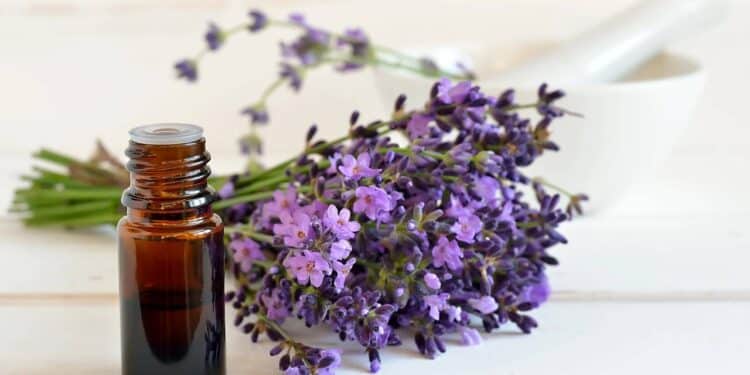 Lavanda é usada para reduzir ansiedade e estresse, com ação calmante comprovada cientificamente. // Créditos: depositphotos.com / fortyforks