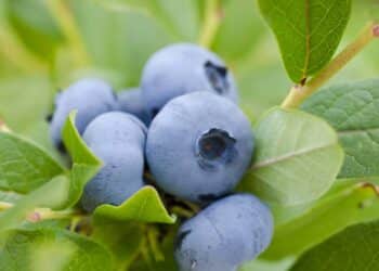 A fruta que ajuda a prevenir Alzheimer e é fácil de plantar