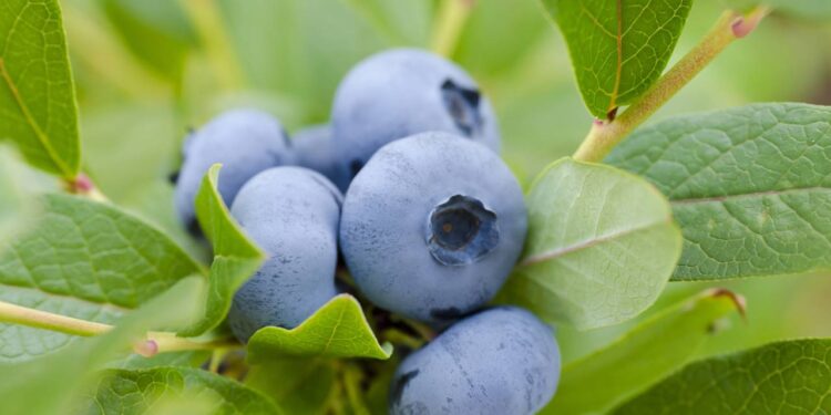 A fruta que ajuda a prevenir Alzheimer e é fácil de plantar