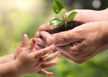 As 3 plantas tóxicas para crianças que devem ser mantidas fora de casa
