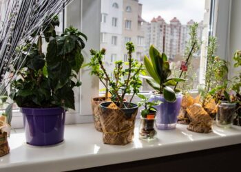 Essas 3 plantas são os presentes perfeitos de Natal para qualquer vovó