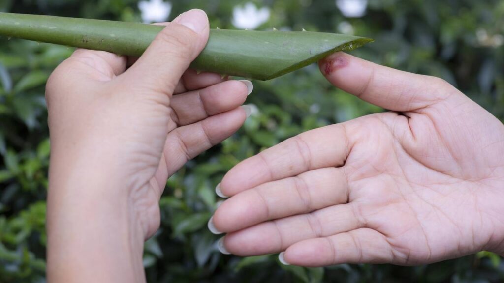 A planta secreta que faz suas unhas crescerem mais rápido e fortalece