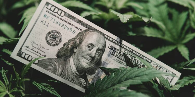 Top 10 plantas para ganhar renda extra cultivando em casa