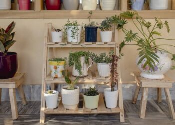 As 4 plantas que você deve ter em casa para proteger seu lar da inveja