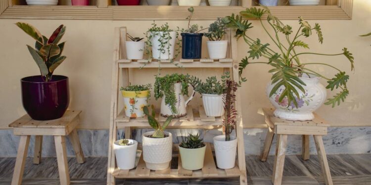 As melhores ervas medicinais para plantar em casa e cuidar da saúde