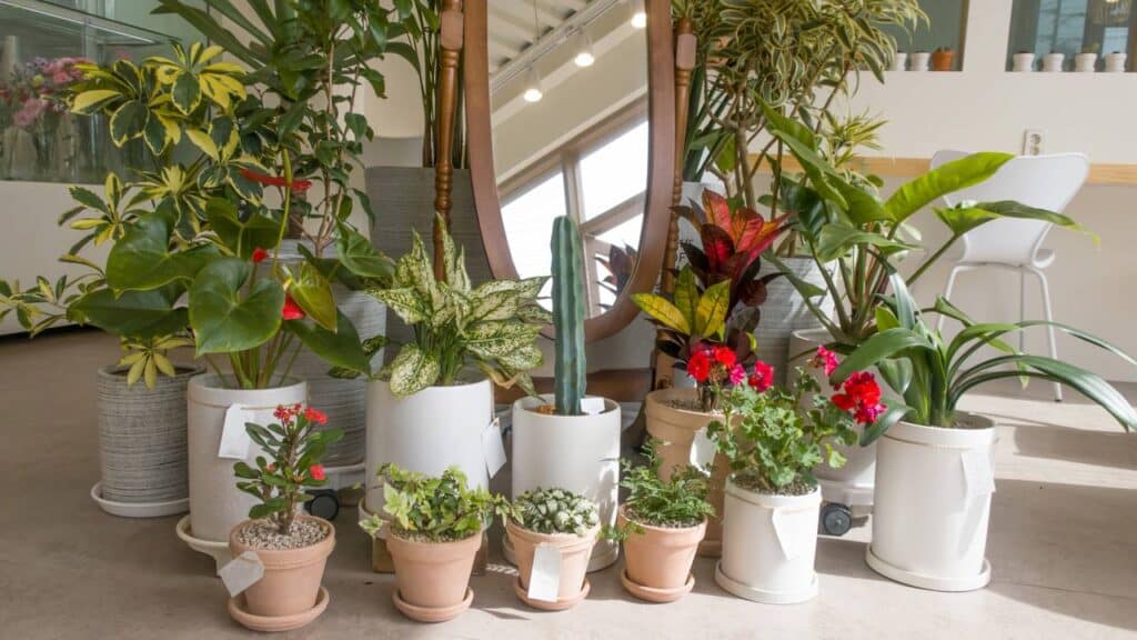 Top 10 plantas para ganhar renda extra cultivando em casa