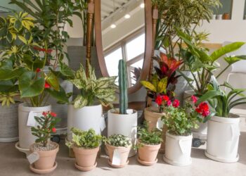 Top 10 plantas para ganhar renda extra cultivando em casa