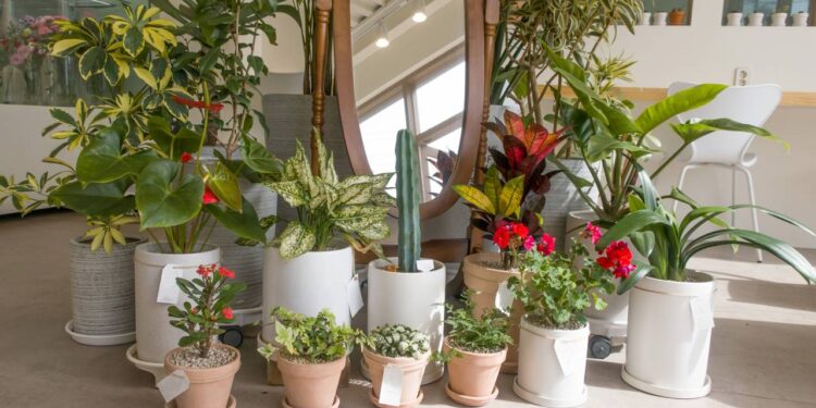 Top 10 plantas para ganhar renda extra cultivando em casa