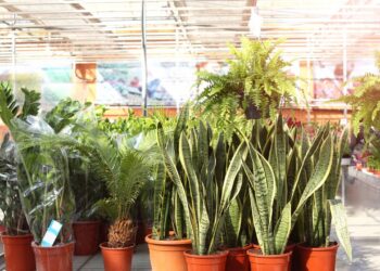 As 4 plantas que você deve ter em casa para proteger seu lar da inveja