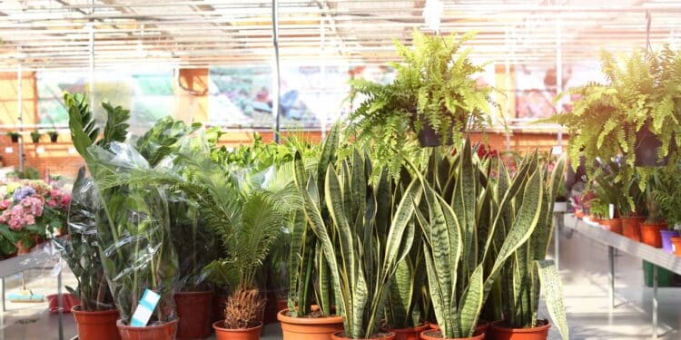 Plantas // Créditos: depositphotos.com / serezniy