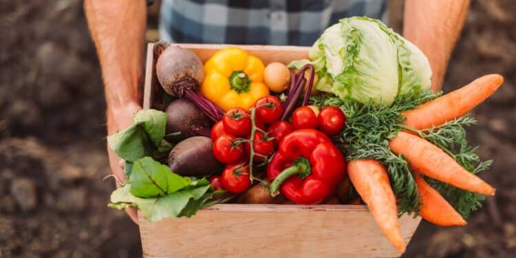 As melhores verduras para plantar em casa no final do ano sem dificuldades