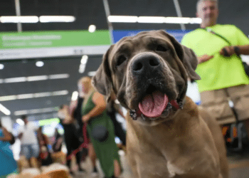 STF derruba lei que permitia animais de apoio emocional em cabines e impacta acessibilidade nos voos