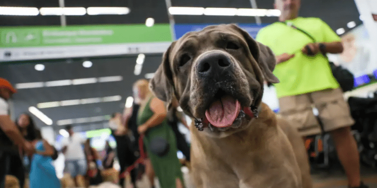 STF derruba lei que permitia animais de apoio emocional em cabines e impacta acessibilidade nos voos