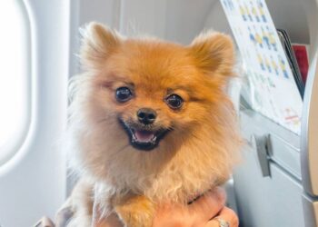 STF decide suspender lei sobre transporte aéreo de animais de apoio emocional no Brasil