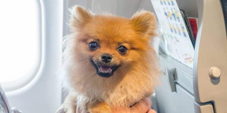 STF decide suspender lei sobre transporte aéreo de animais de apoio emocional no Brasil