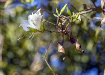 Essa planta promete ajudar a reduzir os sintomas da diabetes naturalmente