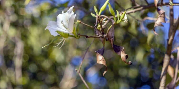 Essa planta promete ajudar a reduzir os sintomas da diabetes naturalmente
