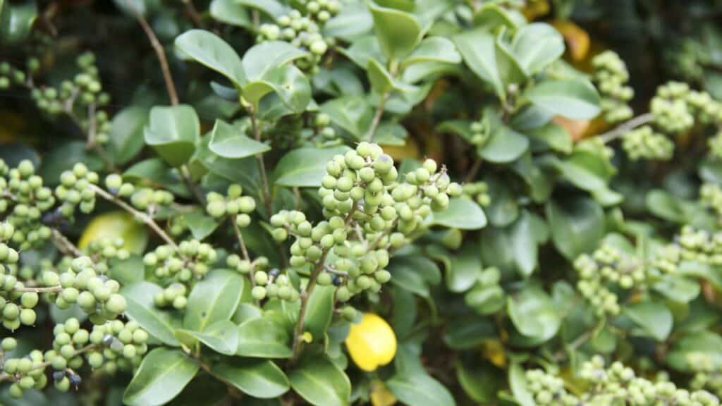 Essa planta é perfeita para limpar o rosto de manchas e tratar a saúde da pele