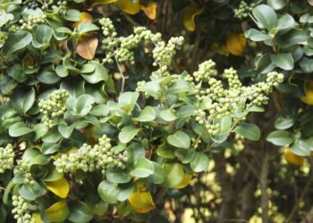 Expõe a importância da mirra em incenso, perfumes e tratamentos tradicionais para gengivite e infecções. // Créditos: depositphotos.com / ToKa74