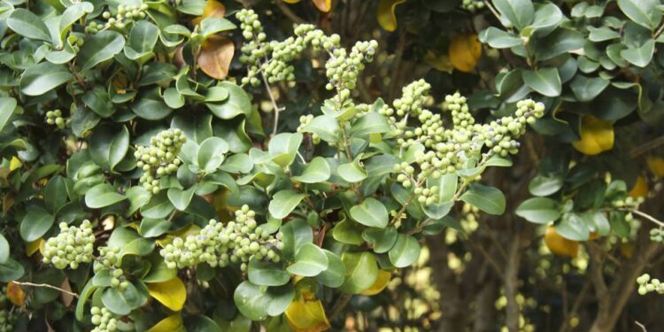 Expõe a importância da mirra em incenso, perfumes e tratamentos tradicionais para gengivite e infecções. // Créditos: depositphotos.com / ToKa74