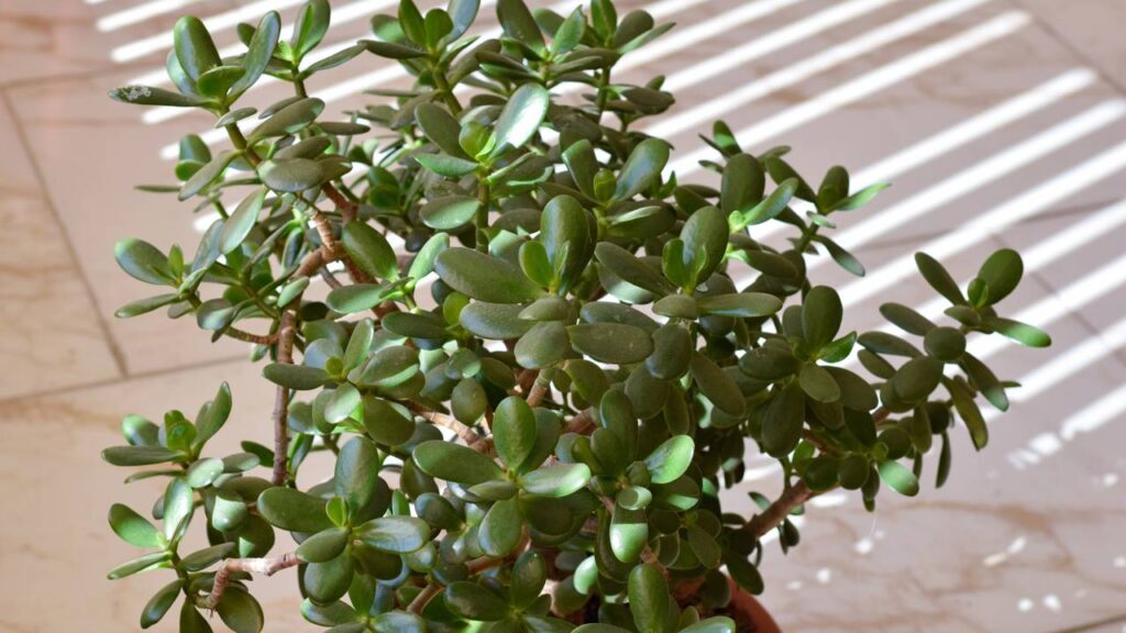 A planta poderosa que promete atrair dinheiro e sorte em novembro