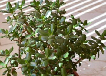 A planta poderosa que promete atrair dinheiro e sorte em novembro