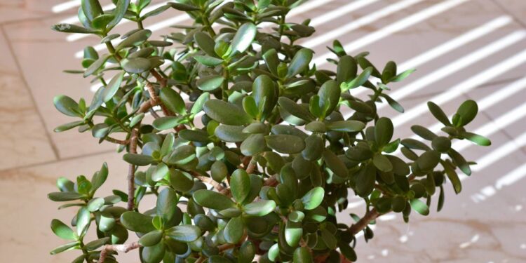 Fácil de cultivar, a jade precisa de pouca água e se adapta bem a diferentes climas, desde que protegida do frio intenso. // Créditos: depositphotos.com / Talmila