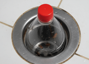 O truque com garrafa pet que evitar insetos subindo pelo ralo de casa