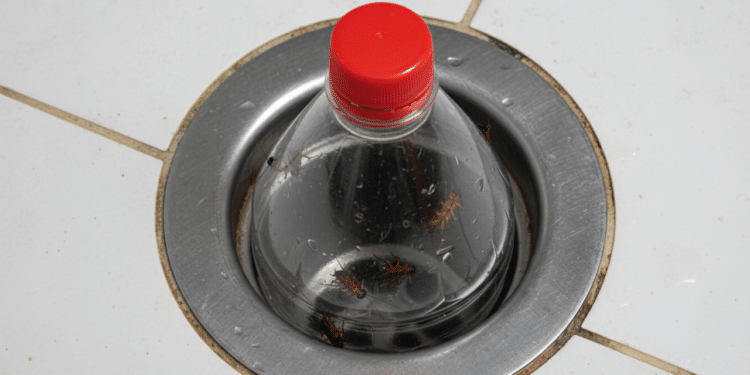 O truque com garrafa pet que evitar insetos subindo pelo ralo de casa