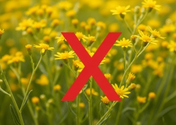 Essa planta pode ser confundida com as medicinais, mas é cancerígena e perigosa