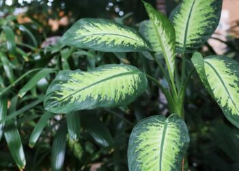 A planta que protege sua casa do mau-olhado e afasta energias negativas, segundo os antigos