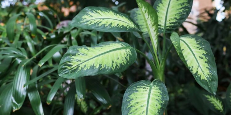A planta que protege sua casa do mau-olhado e afasta energias negativas, segundo os antigos